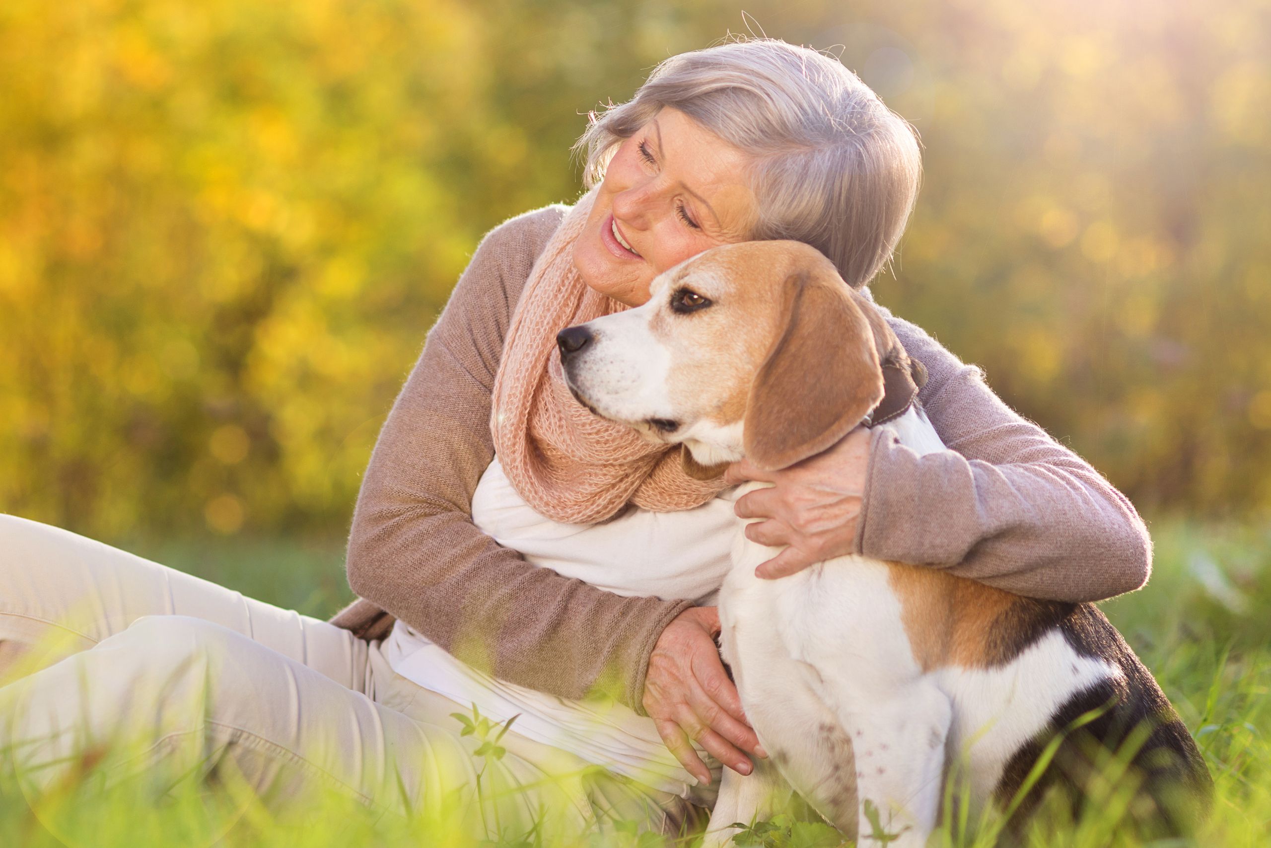 An elderly woman against an autumn background, sitting in the grass and hugging a cute, chunky beagle